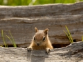 Platz Nr. 14 'Chipmunk im Yellowstone National Park' (Guenther Wamser)