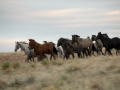 Platz Nr. 29 'Spanish Mustangs Wyoming' (Guenther Wamser)