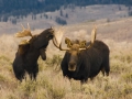 Platz Nr. 32 'Elchbullen im Yellowstone National Park' (Guenther Wamser)
