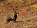 Platz Nr. 33 'Grizzly Denal NP Alaska' (Guenther Wamser)