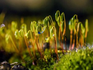 Wasser - 8 - Hertha Goetz - Moos mit Tautropfen