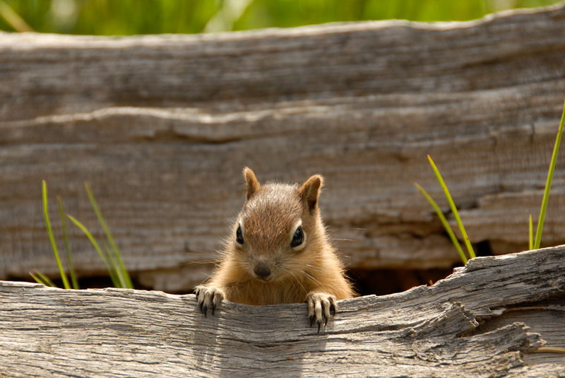 Platz Nr. 14 'Chipmunk im Yellowstone National Park' (Guenther Wamser)