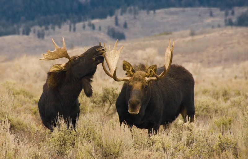 Platz Nr. 32 'Elchbullen im Yellowstone National Park' (Guenther Wamser)
